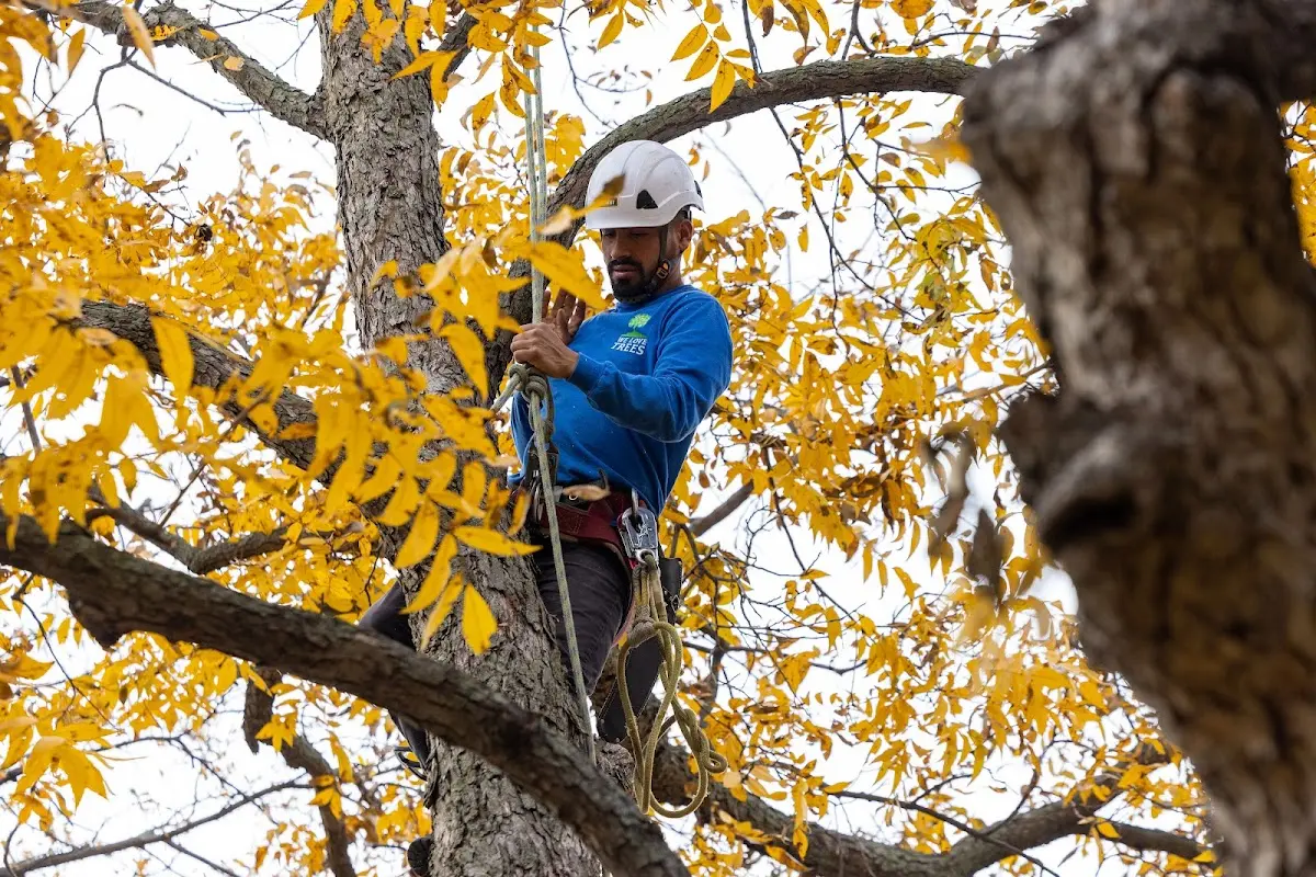 Skilled Tree Trimming crew working in Sandisfield