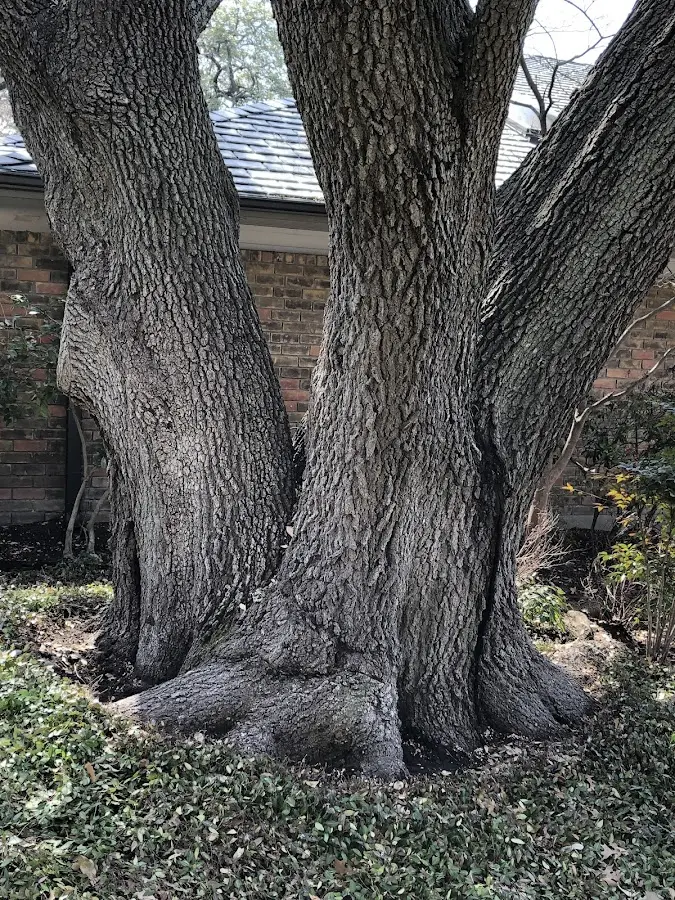 Mature heritage tree close to a Sandisfield property cared for by certified arborists
